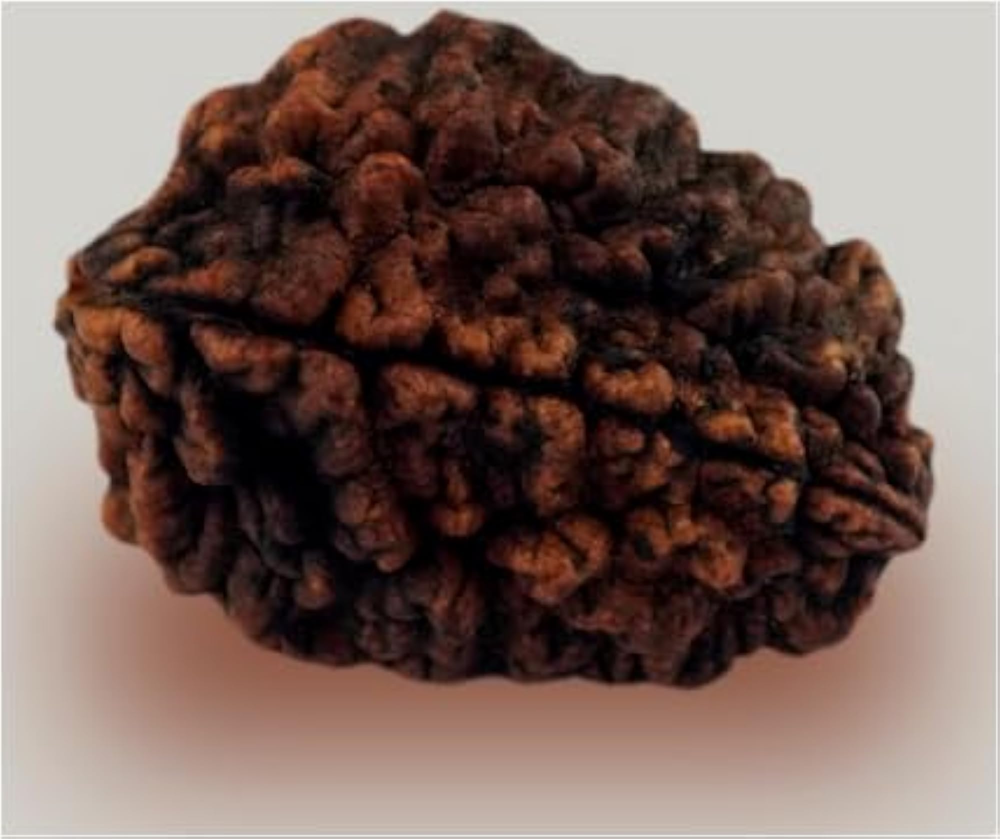 Purest Do Mukhi Rudraksha Nepali Beads, Lab Certified